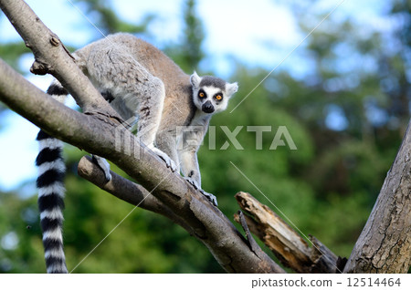 金剛狼狐猴 金剛狼狐猴 12514464