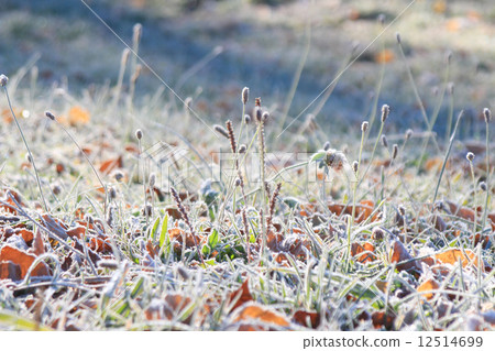 First frost 12514699