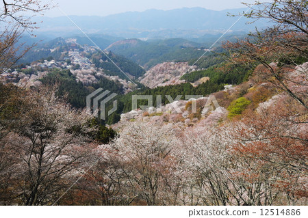 從吉野山頂櫻桃樹1000的看法 12514886