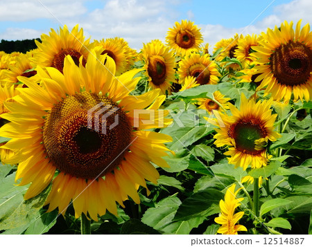 向日葵充分 向日葵充分 12514887