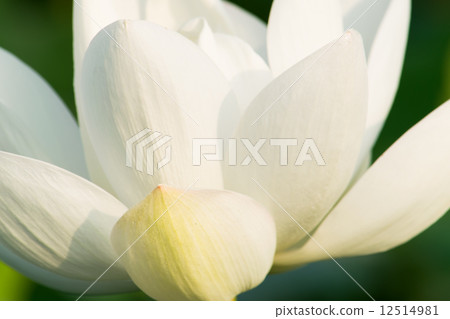 Close-up of white lotus flowers 12514981