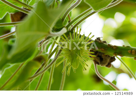 Uncalina Granitieri, sesame family, Madagascar 12514989