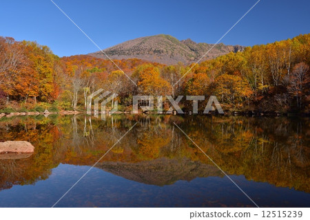 Autumn leaves and ponds 12515239