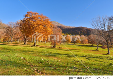 Sasagamine of autumn leaves 12515240