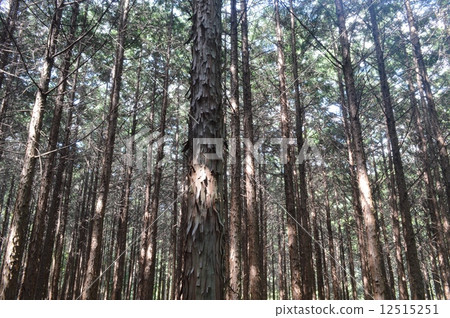 Cedar forest of Magoshige pass 12515251