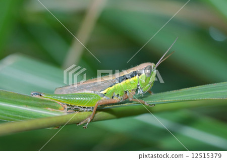  Koban Inago 12515379