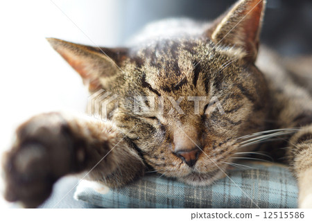 野雞貓睡覺 12515586