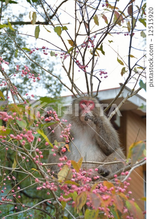 Wild Japanese maca to eat Mayu fruit Wild Japanese maca to eat Mayu fruit 12515920
