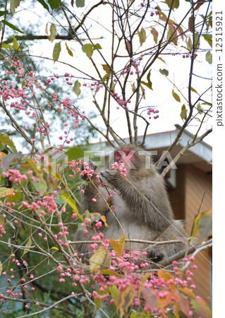 Wild Japanese maca to eat Mayu fruit Wild Japanese maca to eat Mayu fruit 12515921