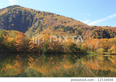 Autumn leaves of Shiga Kogen Autumn leaves of Shiga Kogen 12516698