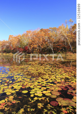 志賀高原秋葉 12516699