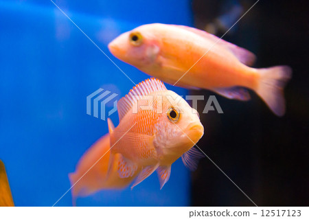 Aulonocara Aulonocara 12517123