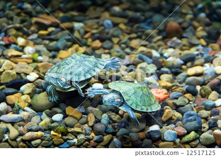 Creeping terrapin 12517125