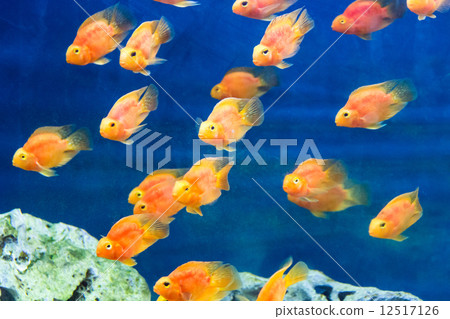 Red Parrot Cichlid 12517126