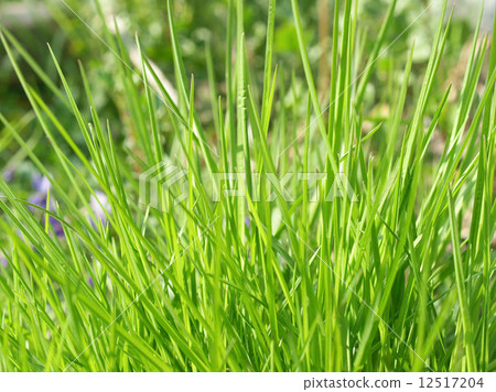 Meadow picture Meadow picture 12517204