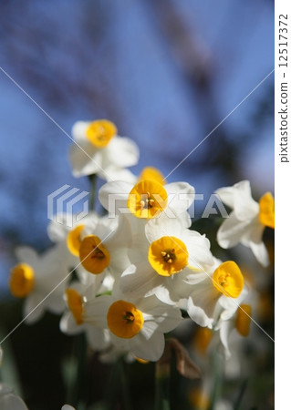 Narcissus 109 12517372