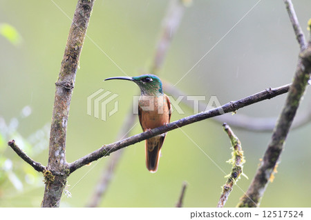 Chamnetery hummingbird Chamnetery hummingbird 12517524