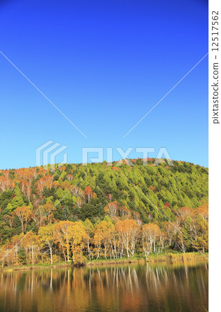 Autumn leaves of Shiga Kogen Autumn leaves of Shiga Kogen 12517562