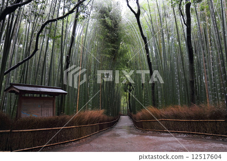 小直徑雪妝竹林 12517604