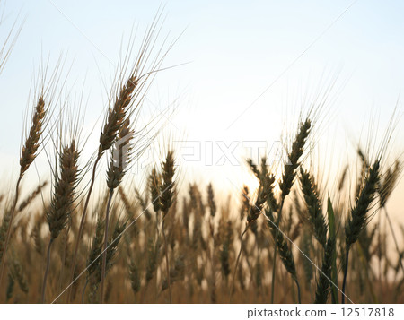 barley field of agriculture rural scene 12517818
