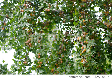 Ginkgo nuts 12518696