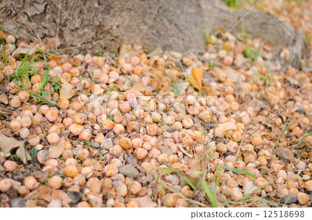 Ginkgo nuts 12518698
