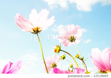 Blue sky and cosmos 2 Blue sky and cosmos 2 12519005
