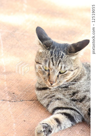 Pheasant cat 12519055