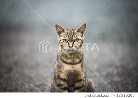 貓 毛孩 貓咪 12519203