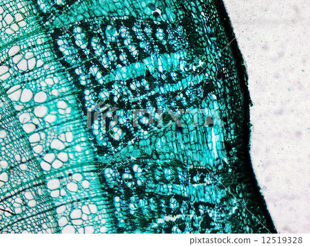 Pine Wood micrograph Pine Wood micrograph 12519328
