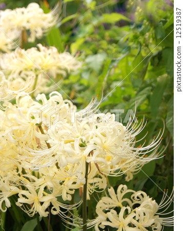 White Higanbana（Higanbana）：甘草 12519387