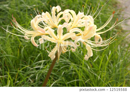 White Higanbana(Higanbana):甘草 White Higanbana(Higanbana):甘草 12519388