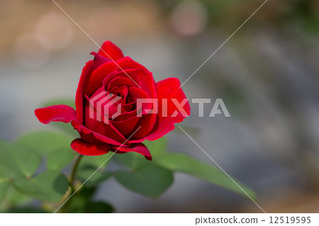 Rose of the four seasons (carousel) 12519595