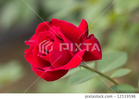 Rose of the four seasons (carousel) 12519596