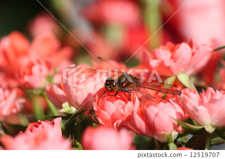 迷你玫瑰和蜻蜓 迷你玫瑰和蜻蜓 12519707