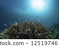 Sea bottom coral and small fish and sun 12519746