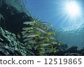 Herd of shrimp and sun 12519865