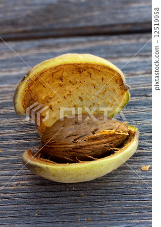 Macro shot of a half-open almond fruit Macro shot of a half-open almond fruit 12519958