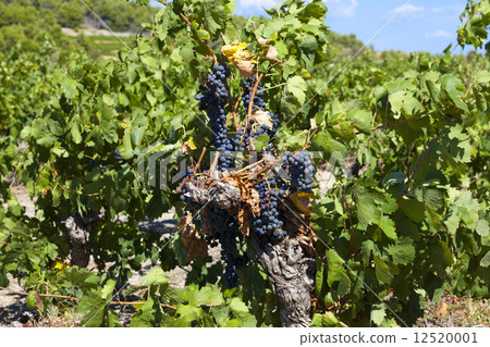 Ripe wine grapes shortly before the harvest 12520001