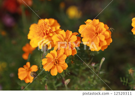 Marigold  Marigold  12520311