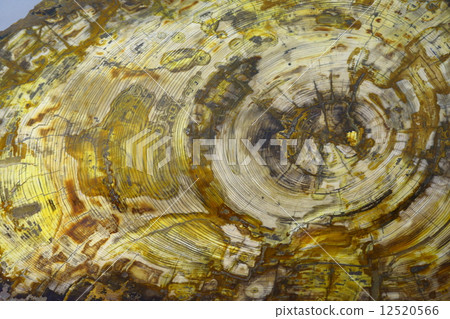 Fossil of silicified Sequoia 12520566