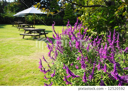 October Flower Amethyst Sage / Labiatae 48 October Flower Amethyst Sage / Labiatae 48 12520592