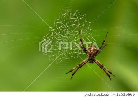 Spider Spider 12520669