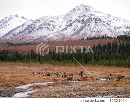 一群北美馴鹿在阿拉斯加Denali國家公園 12521024