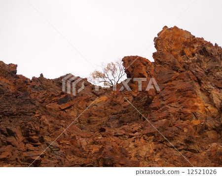 Alaska Denali National Park Doll Sheep 12521026