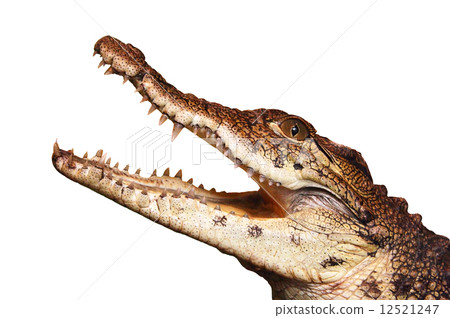 Crocodile Crocodile 12521247
