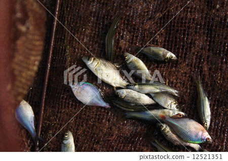 Collection of freshwater fishes such as Tanago and Funa Collection of freshwater fishes such as Tanago and Funa 12521351