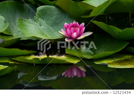 Red water lily flowers Red water lily flowers 12521434