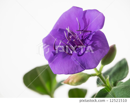 與長的耐力的紫色Konno牡丹 12521510