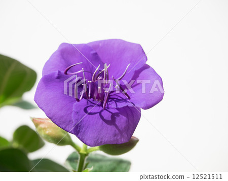Purple Konno peony with long stamina 12521511